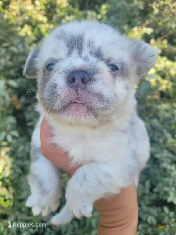 Polar bear Lilac Merle Fluffy  – French Bulldog puppy for sale in Brooksville, FL