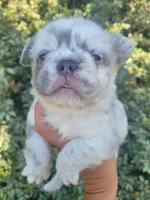Polar bear Lilac Merle Fluffy , a male French Bulldog for sale in Brooksville, FL – 1 of 8