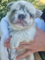 Polar bear Lilac Merle Fluffy , a male French Bulldog for sale in Brooksville, FL – 2 of 8