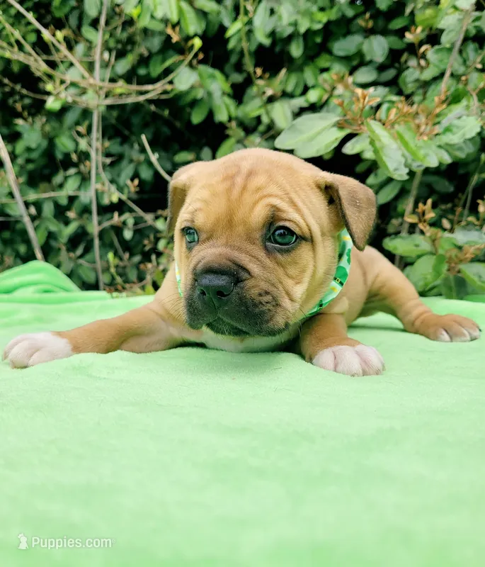 Sally Black fawn  – American Bully puppy for sale in Brooksville, FL