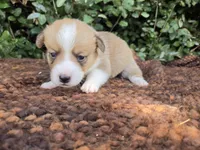 Shine Red Sable female , a female Pembroke Welsh Corgi for sale in Brooksville, FL – 7 of 7