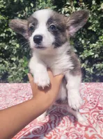 Brindle female , a female Cardigan Welsh Corgi and Pembroke Welsh Corgi for sale in Brooksville, FL – 5 of 8