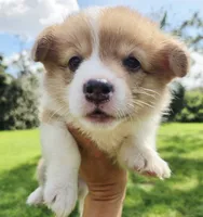 Sadie Red Longhair , a female Pembroke Welsh Corgi for sale in Brooksville, FL – 3 of 9