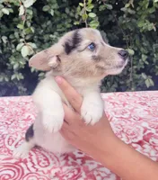 Merle tri female , a female Cardigan Welsh Corgi and Pembroke Welsh Corgi for sale in Brooksville, FL – 2 of 7