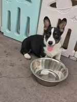 Raven Black tri , a female Cardigan Welsh Corgi and Pembroke Welsh Corgi for sale in Brooksville, FL – 4 of 6