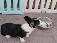 Raven Black tri , a female Cardigan Welsh Corgi and Pembroke Welsh Corgi for sale in Brooksville, FL – 6 of 6