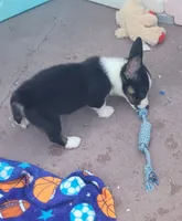 Black tri female #1 (runt) , a female Cardigan Welsh Corgi and Pembroke Welsh Corgi for sale in Brooksville, FL – 6 of 9