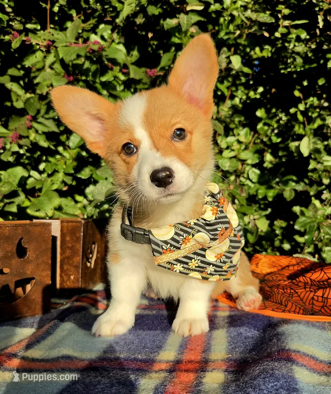 Summer Red female  – Pembroke Welsh Corgi puppy for sale in Brooksville, FL
