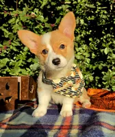Summer Red female , a female Pembroke Welsh Corgi for sale in Brooksville, FL – 1 of 10