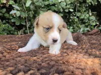 Shine Red Sable female , a female Pembroke Welsh Corgi for sale in Brooksville, FL – 1 of 7