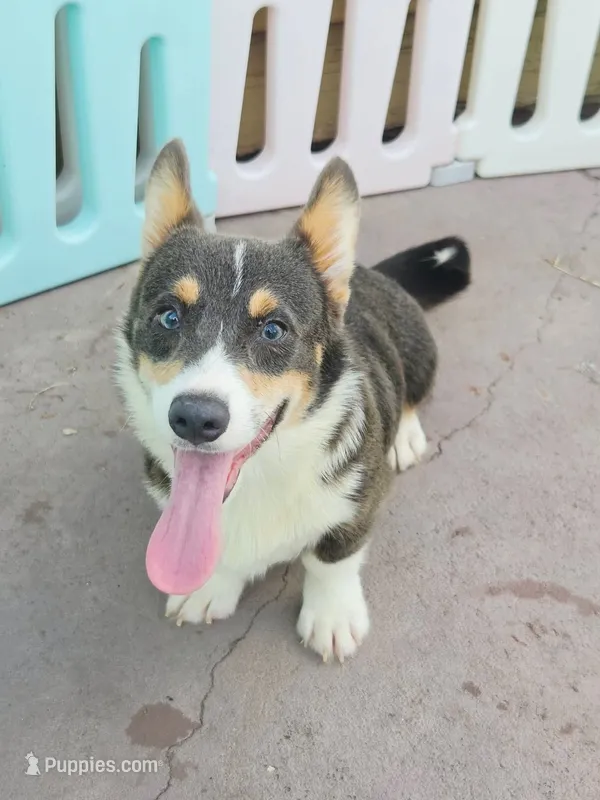 Billy Blue Tri #1 – Pembroke Welsh Corgi puppy for sale in Brooksville, FL