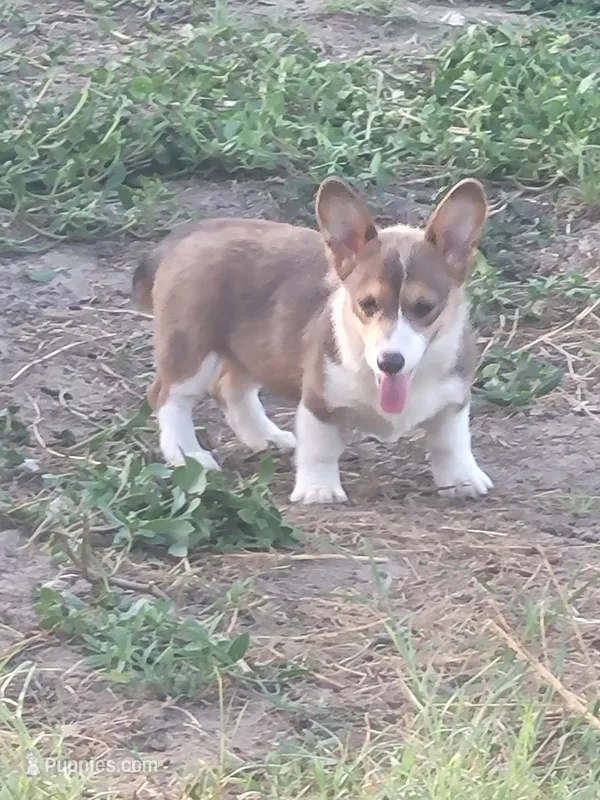 Maple blue sable  – Pembroke Welsh Corgi puppy for sale in Brooksville, FL
