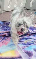 Polar bear Lilac Merle Fluffy , a male French Bulldog for sale in Brooksville, FL – 6 of 10