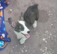Brindle female , a female Cardigan Welsh Corgi and Pembroke Welsh Corgi for sale in Brooksville, FL – 9 of 9