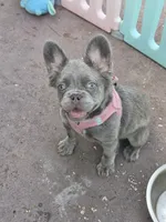 Jade Lilac tri Fluffy girl , a female French Bulldog for sale in Brooksville, FL – 6 of 6