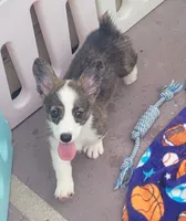 Brindle female , a female Cardigan Welsh Corgi and Pembroke Welsh Corgi for sale in Brooksville, FL – 4 of 9
