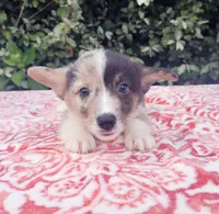 Merle tri female , a female Cardigan Welsh Corgi and Pembroke Welsh Corgi for sale in Brooksville, FL – 5 of 7