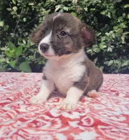 Brindle Male , a male Cardigan Welsh Corgi and Pembroke Welsh Corgi for sale in Brooksville, FL – 5 of 8