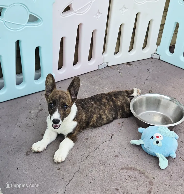 Brindle Male  – Cardigan Welsh Corgi, Pembroke Welsh Corgi puppy for sale in Brooksville, FL