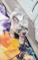 Polar bear Lilac Merle Fluffy , a male French Bulldog for sale in Brooksville, FL – 4 of 10