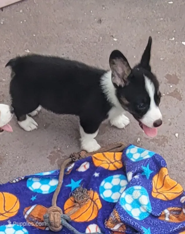 Black tri female #1 (runt)  – Cardigan Welsh Corgi, Pembroke Welsh Corgi puppy for sale in Brooksville, FL