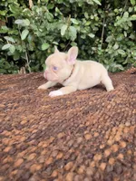Jack Coco fawn Merle , a male French Bulldog for sale in Brooksville, FL – 7 of 10