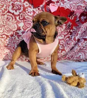 Little Cinnamon , a female French Bulldog for sale in Brooksville, FL – Photo 3 of 6