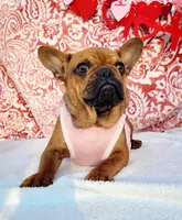 Little Cinnamon , a female French Bulldog for sale in Brooksville, FL – Photo 1 of 6