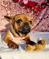 Little Cinnamon , a female French Bulldog for sale in Brooksville, FL – Photo 5 of 6