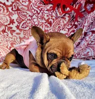 Little Cinnamon , a female French Bulldog for sale in Brooksville, FL – Photo 4 of 6