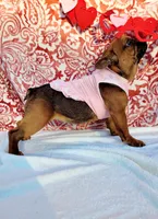 Little Cinnamon , a female French Bulldog for sale in Brooksville, FL – Photo 6 of 6