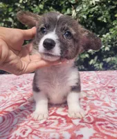 Brindle Male , a male Cardigan Welsh Corgi and Pembroke Welsh Corgi for sale in Brooksville, FL – 7 of 8