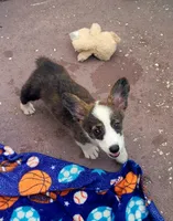 Brindle female , a female Cardigan Welsh Corgi and Pembroke Welsh Corgi for sale in Brooksville, FL – 5 of 9