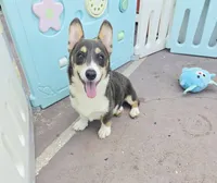 Bobby Blue tri , a male Pembroke Welsh Corgi for sale in Brooksville, FL – 1 of 4