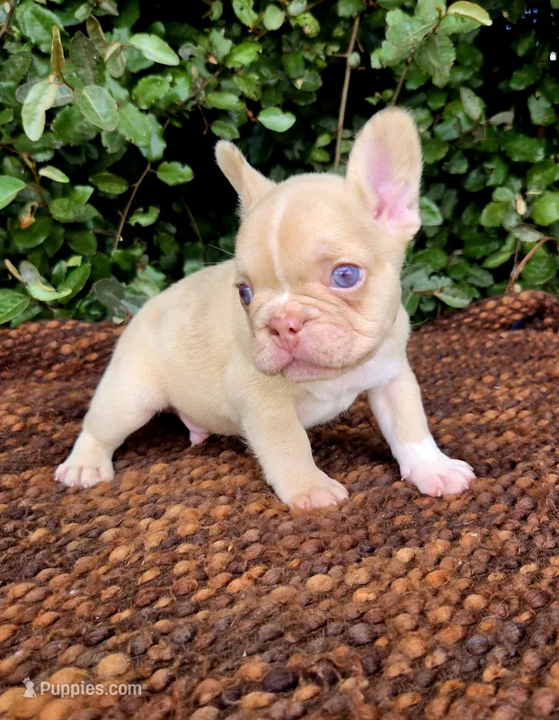 Jack Coco fawn Merle  – French Bulldog puppy for sale in Brooksville, FL