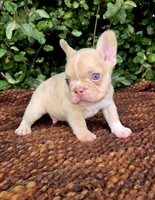 Jack Coco fawn Merle , a male French Bulldog for sale in Brooksville, FL – 1 of 10