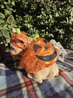 Jack Coco fawn Merle , a male French Bulldog for sale in Brooksville, FL – 4 of 10