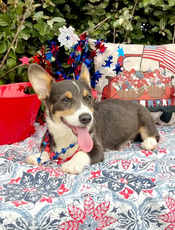 Billy Blue Tri #1 – Pembroke Welsh Corgi puppy for sale in Brooksville, FL