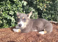 Bobby Blue tri , a male Pembroke Welsh Corgi for sale in Brooksville, FL – 9 of 10