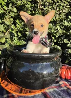 Sunny Red Sable male, a male Pembroke Welsh Corgi for sale in Brooksville, FL – 10 of 10