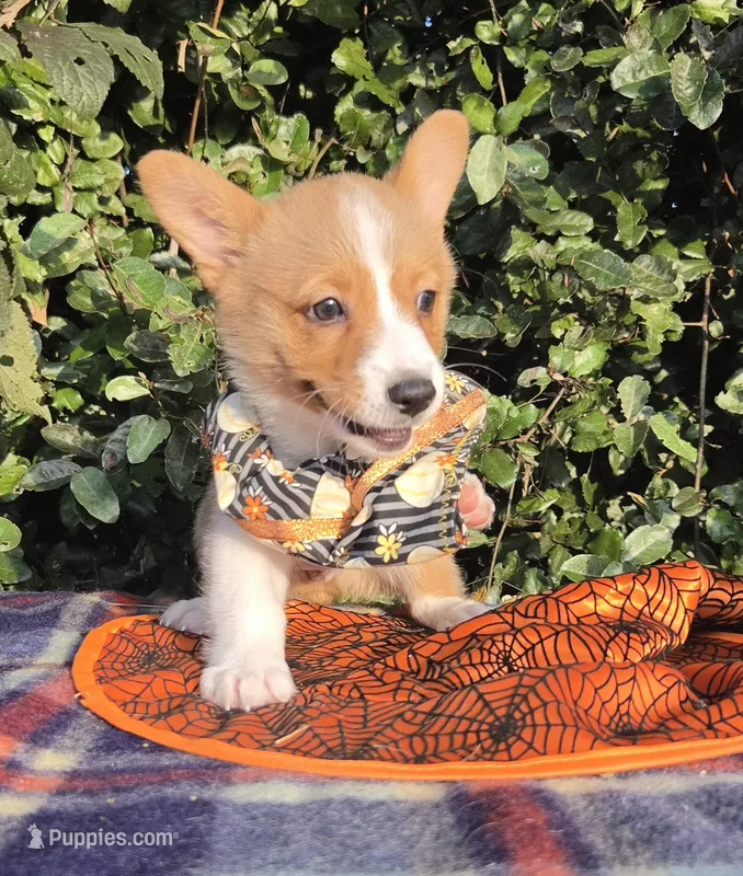 Shine Red Sable female  – Pembroke Welsh Corgi puppy for sale in Brooksville, FL