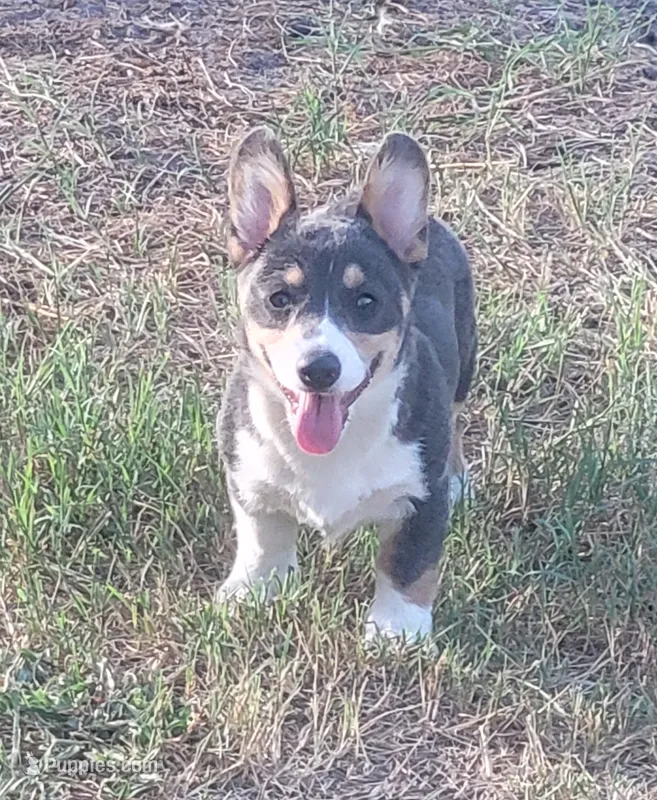 Bobby Blue tri  – Pembroke Welsh Corgi puppy for sale in Brooksville, FL