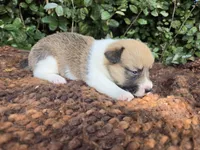 Sunny Red Sable male, a male Pembroke Welsh Corgi for sale in Brooksville, FL – 2 of 6