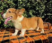 Merlin Red Merle male , a male Cardigan Welsh Corgi and Pembroke Welsh Corgi for sale in Brooksville, FL – 6 of 9