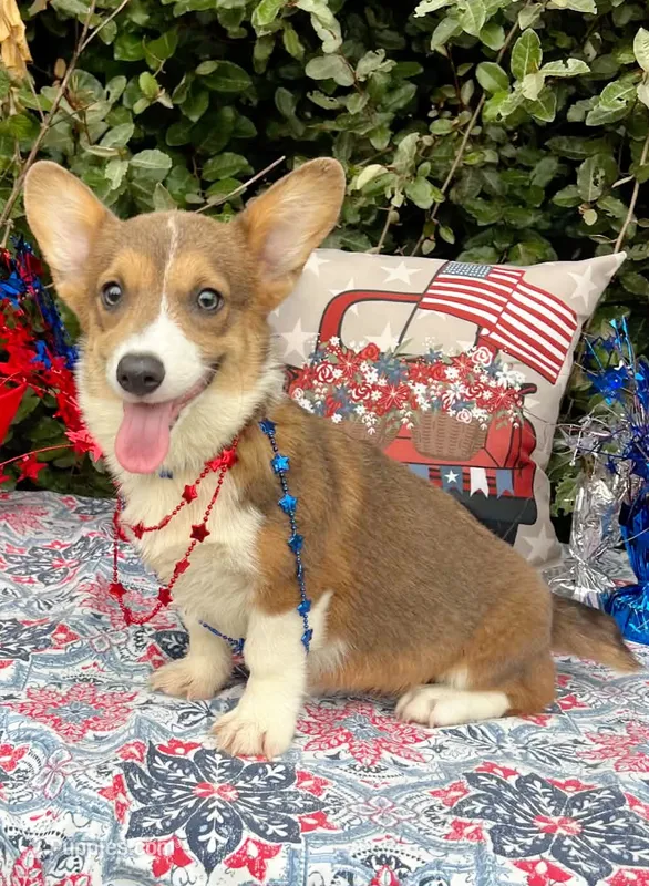 Maple blue sable  – Pembroke Welsh Corgi puppy for sale in Brooksville, FL