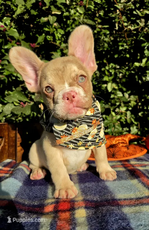 Diane Coco Rojo Merle girl  – French Bulldog puppy for sale in Brooksville, FL