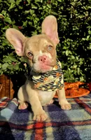 Diane Coco Isabella Merle girl , a female French Bulldog for sale in Brooksville, FL – 1 of 10