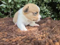 Shine Red Sable female , a female Pembroke Welsh Corgi for sale in Brooksville, FL – 6 of 7