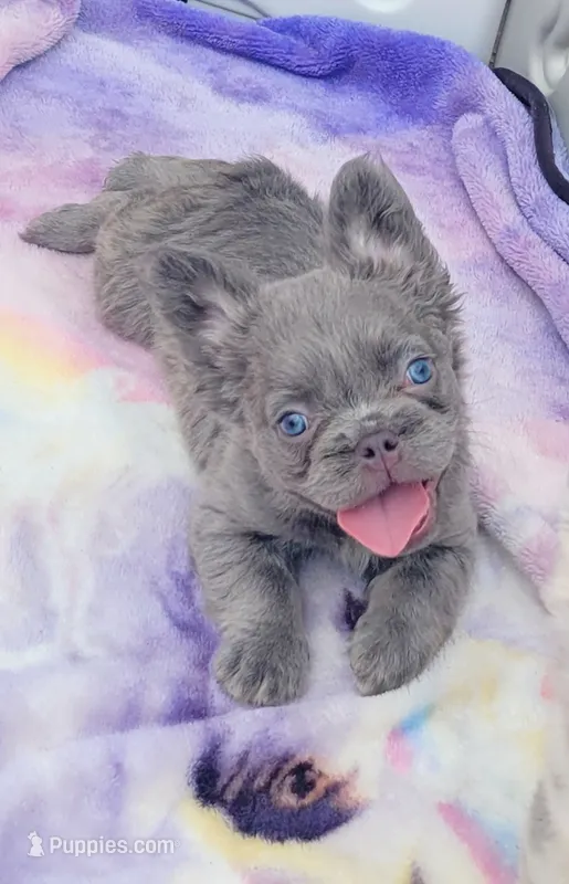 Jade Lilac tri Fluffy girl  – French Bulldog puppy for sale in Brooksville, FL
