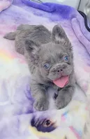 Jade Lilac tri Fluffy girl , a female French Bulldog for sale in Brooksville, FL – 2 of 7